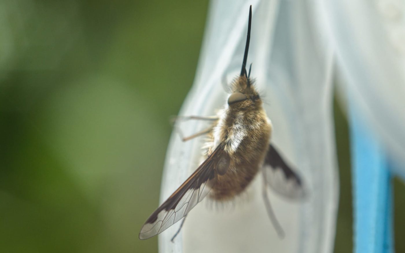 Dark edged bee fly, Bombylius major